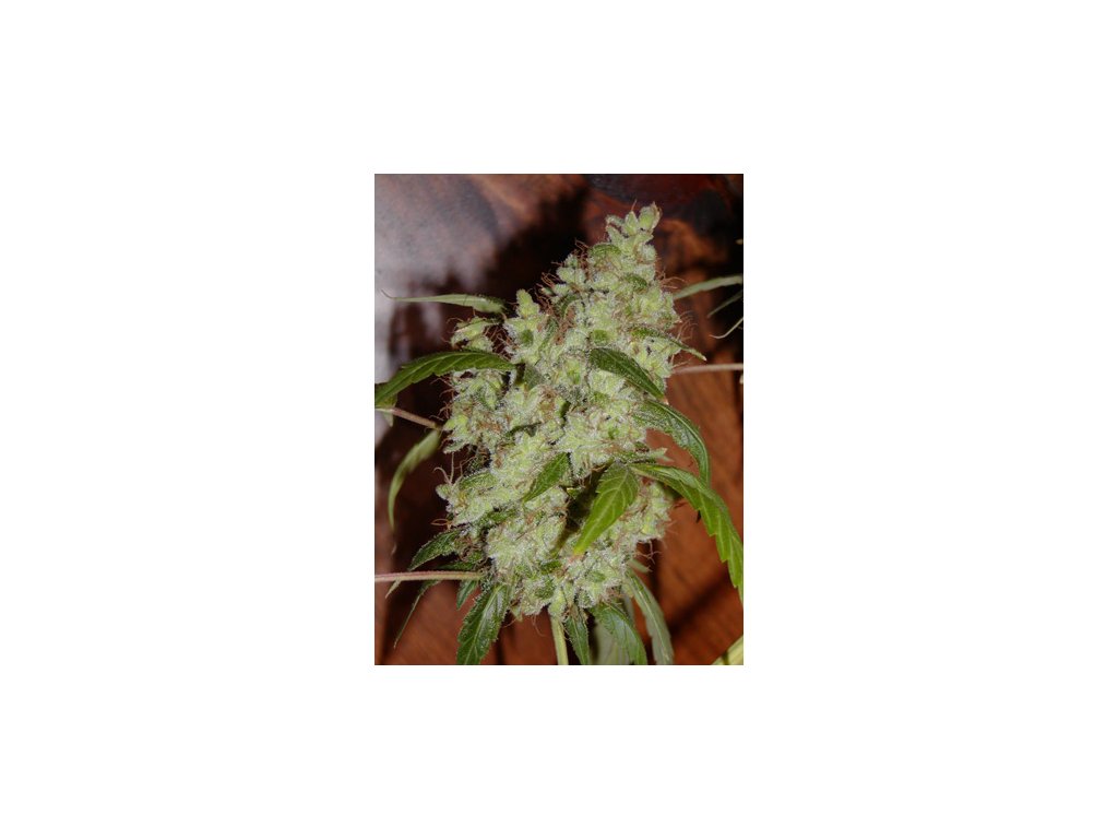 Herr. Nice Seeds Widow AK, Regular, 18 Stk
