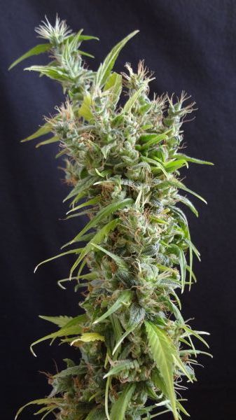 Herr. Nice Seeds Widow Grail, Regular, 18 Stk
