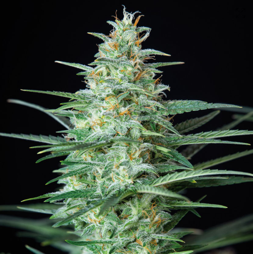 Buddha Seeds Red Dwarf Auto