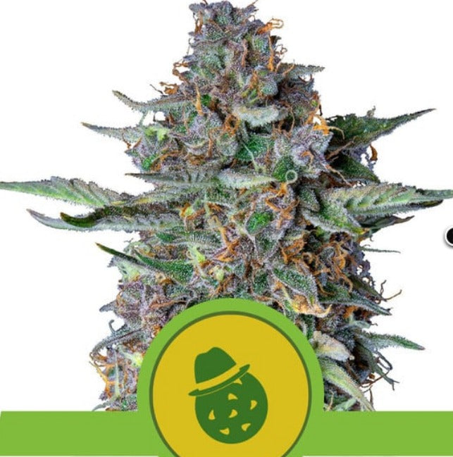 Royal Queen Seeds Do-si-dos Automatic
