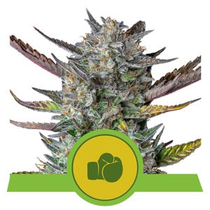 Royal Queen Seeds Purple Punch Automatic