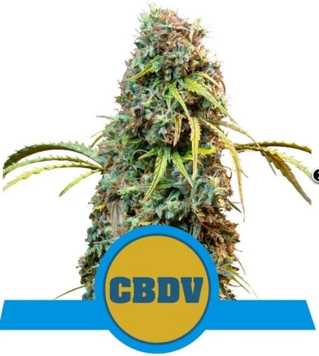 Royal Queen Seeds Royal CBDV Automatic