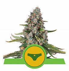 Royal Queen Seeds Sherbet Queen Automatic