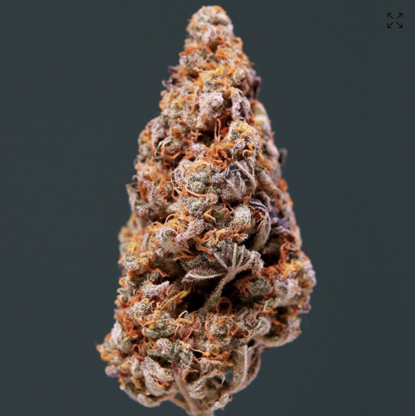 Buddha Seeds Vesta Auto