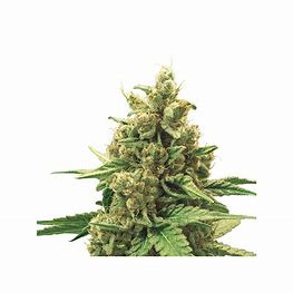 Royal Queen Seeds Watermelon Automatic