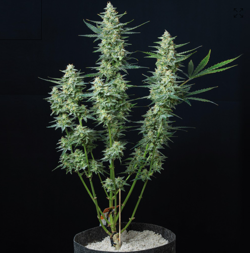 Buddha Seeds Vesta Auto