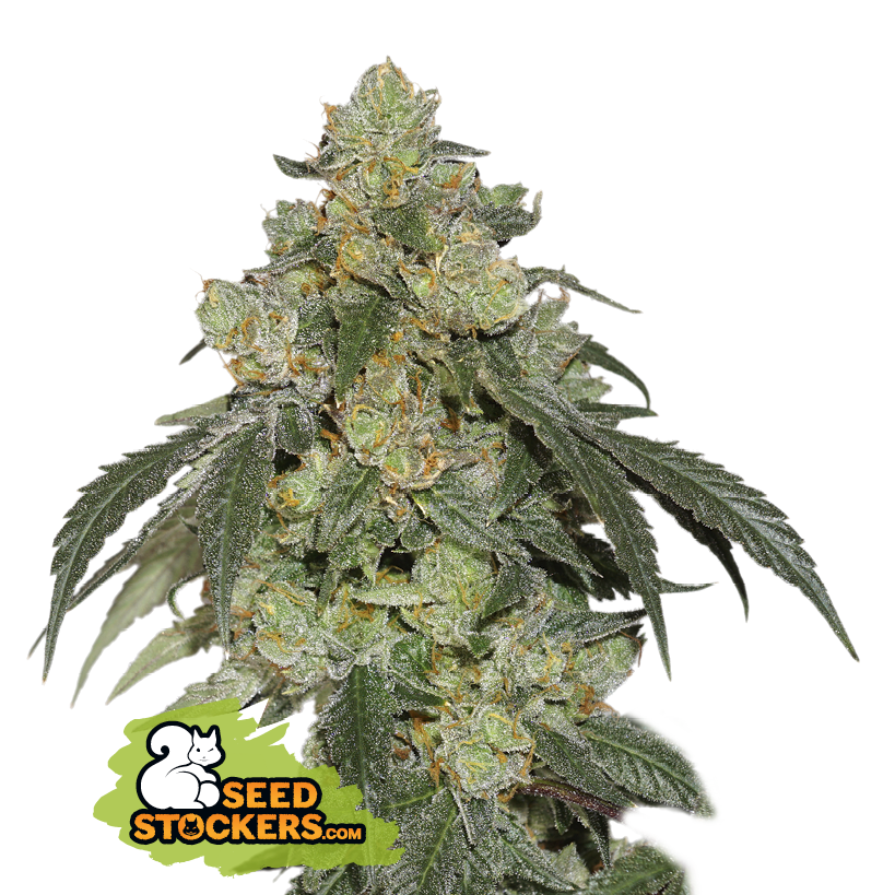 Seedstockers Cookies Fast Feminisiert schnell