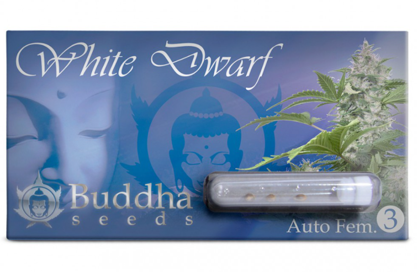 Buddha Seeds White Dwarf Auto