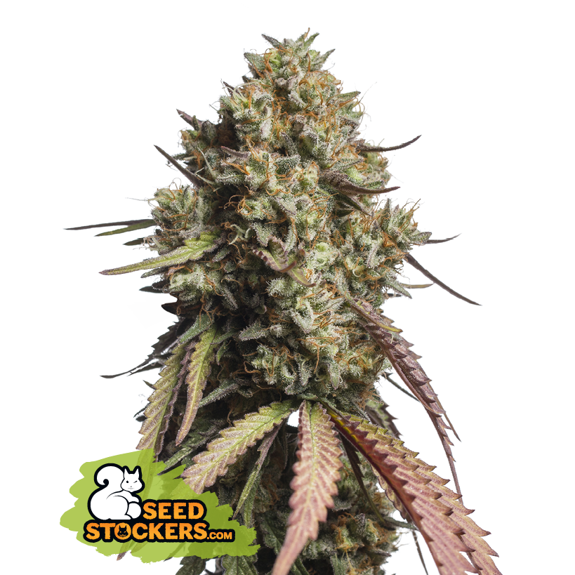 Seedstockers Gorilla Cookies Auto