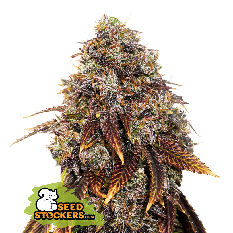 Seedstockers Gelato 41 Feminisiert