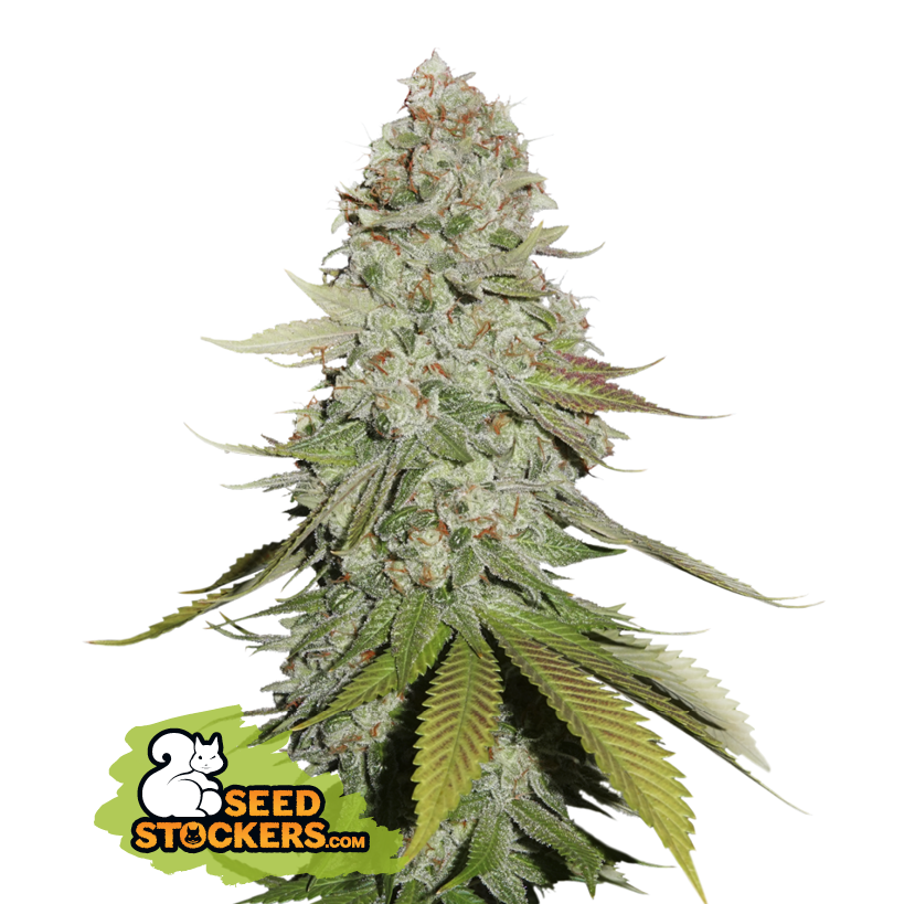 Seedstockers Gorilla Glue Feminisiert