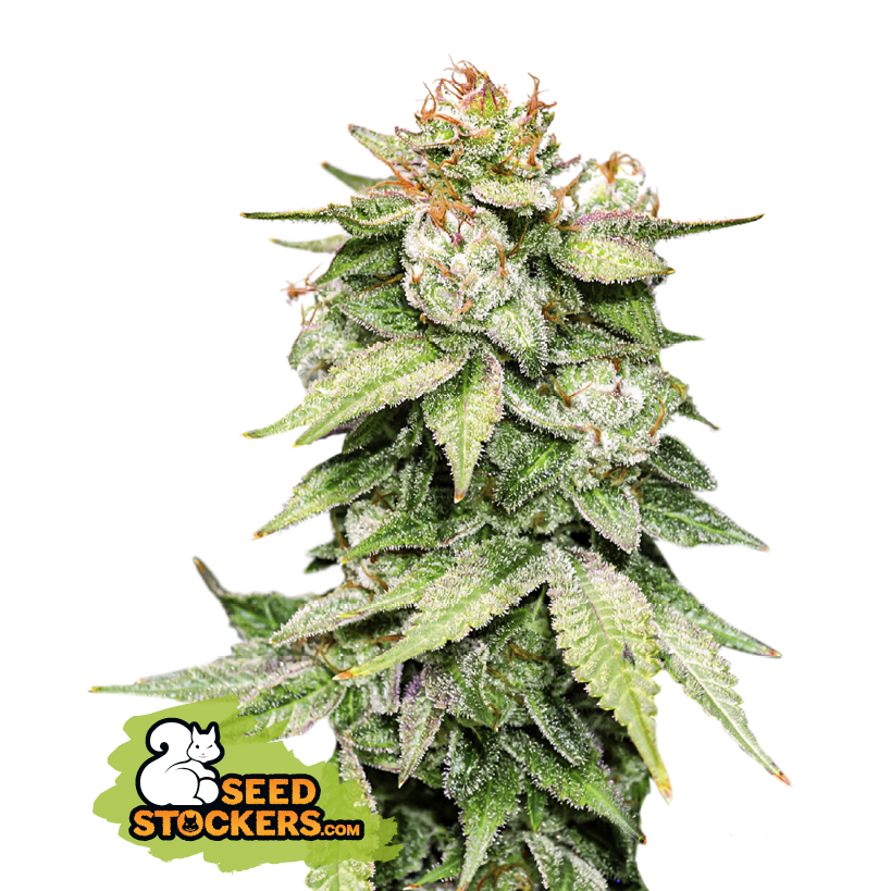 Seedstockers Gorilla Glue Auto