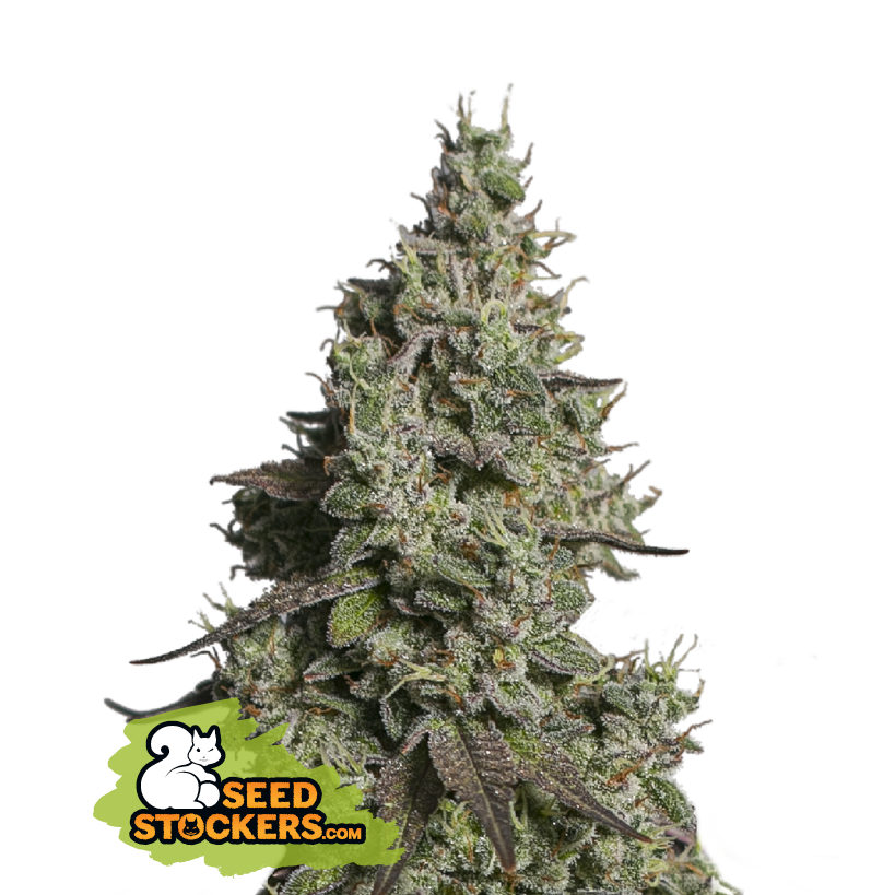 Seedstockers Moby Dick Auto