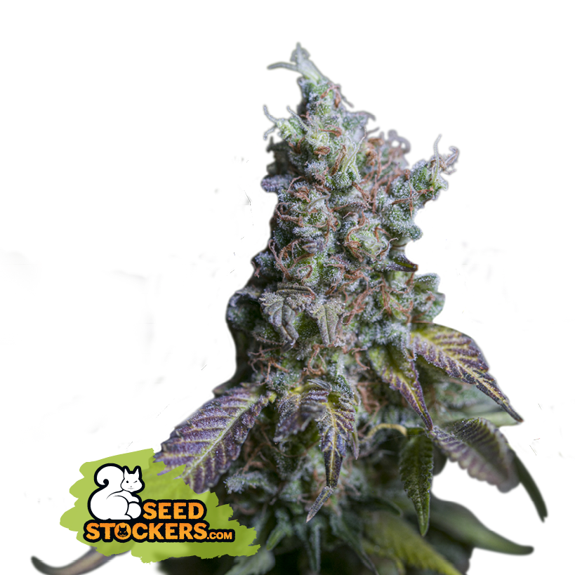 Seedstockers Sour Diesel Auto