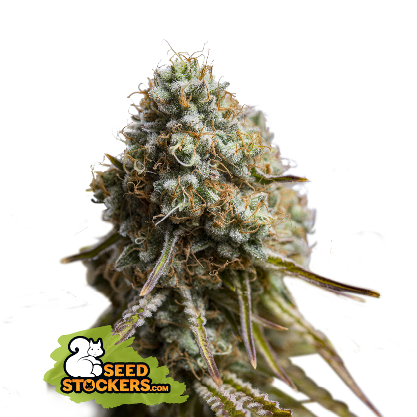 Seedstockers Wedding Glue Auto