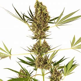 Sensi Seeds Alpine Delight CBD Auto