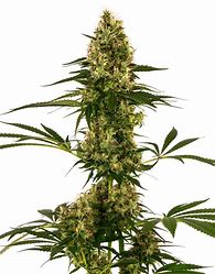 Sensi Seeds Blue Bullet Auto 5 Stk