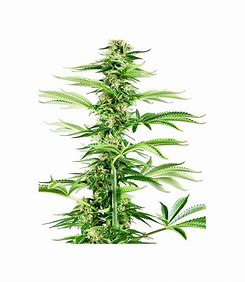 Sensi Seeds Honey Melon Haze, Feminisiert, 5 Stk