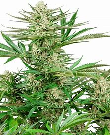 Sensi Seeds Malibu OG Gold, Feminisiert, 5 Stk
