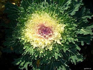 Kapitan F1 - Brassica oleracea