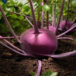 Kohl früh Brassica oleracea Blau