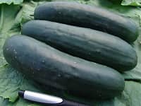 Salatgurke Jogger F1 - Cucumis sativus L.