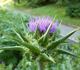 Mariendistel