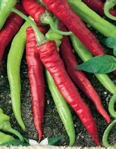 Künstlersüßer Widderhornpfeffer - Capsicum annuum L.