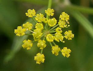 Kamo-Pastinaken - Pastinaca sativa L.