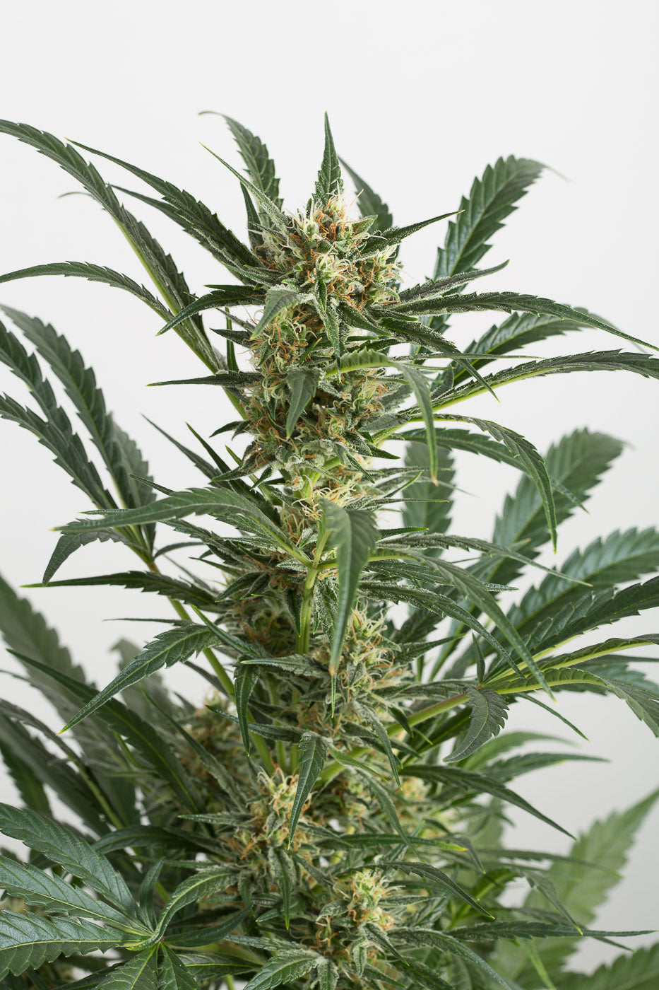 Dinafem Amnesia XXL Auto Feminisiert Autoflower