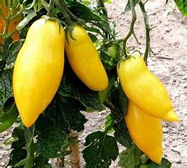 Tomatenstick-Bananen-Taiko