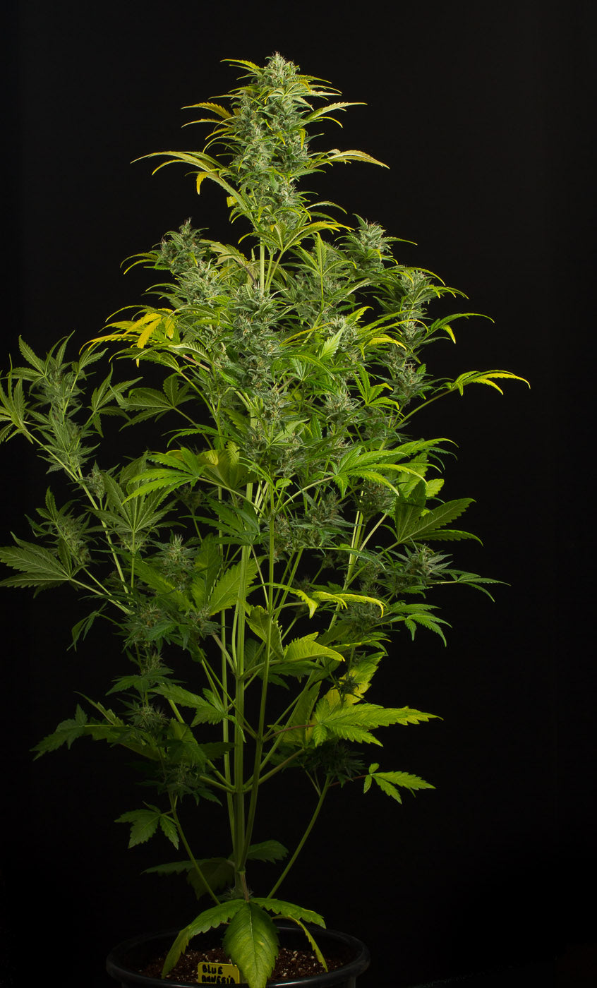 Dinafem Blue Amnesia XXL Auto Feminisiert Autoflower