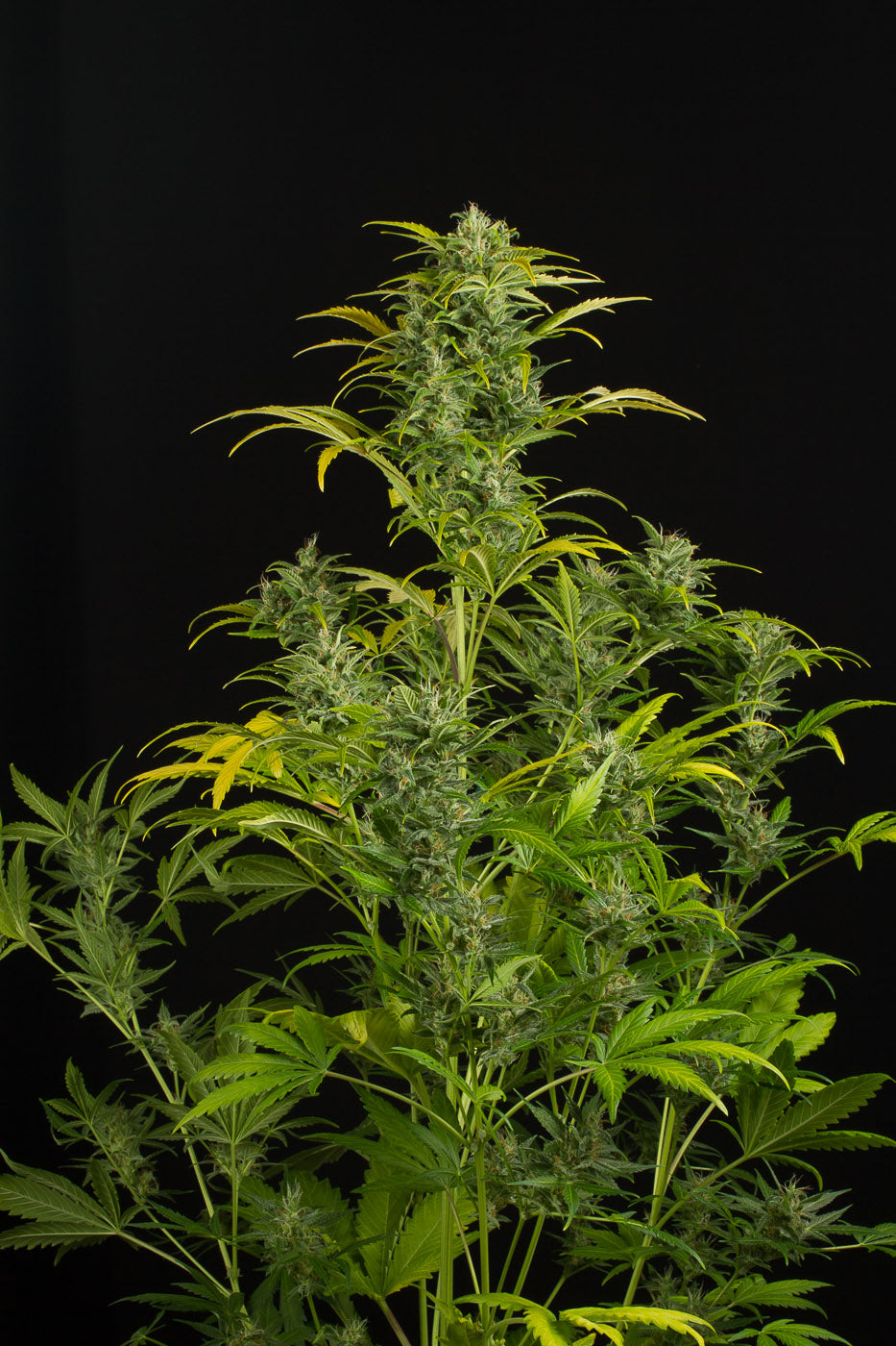 Dinafem Blue Amnesia XXL Auto Feminisiert Autoflower