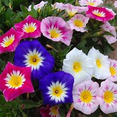 Prunkwinde - Convolvulus tricolor, Mischung aus drei Farben