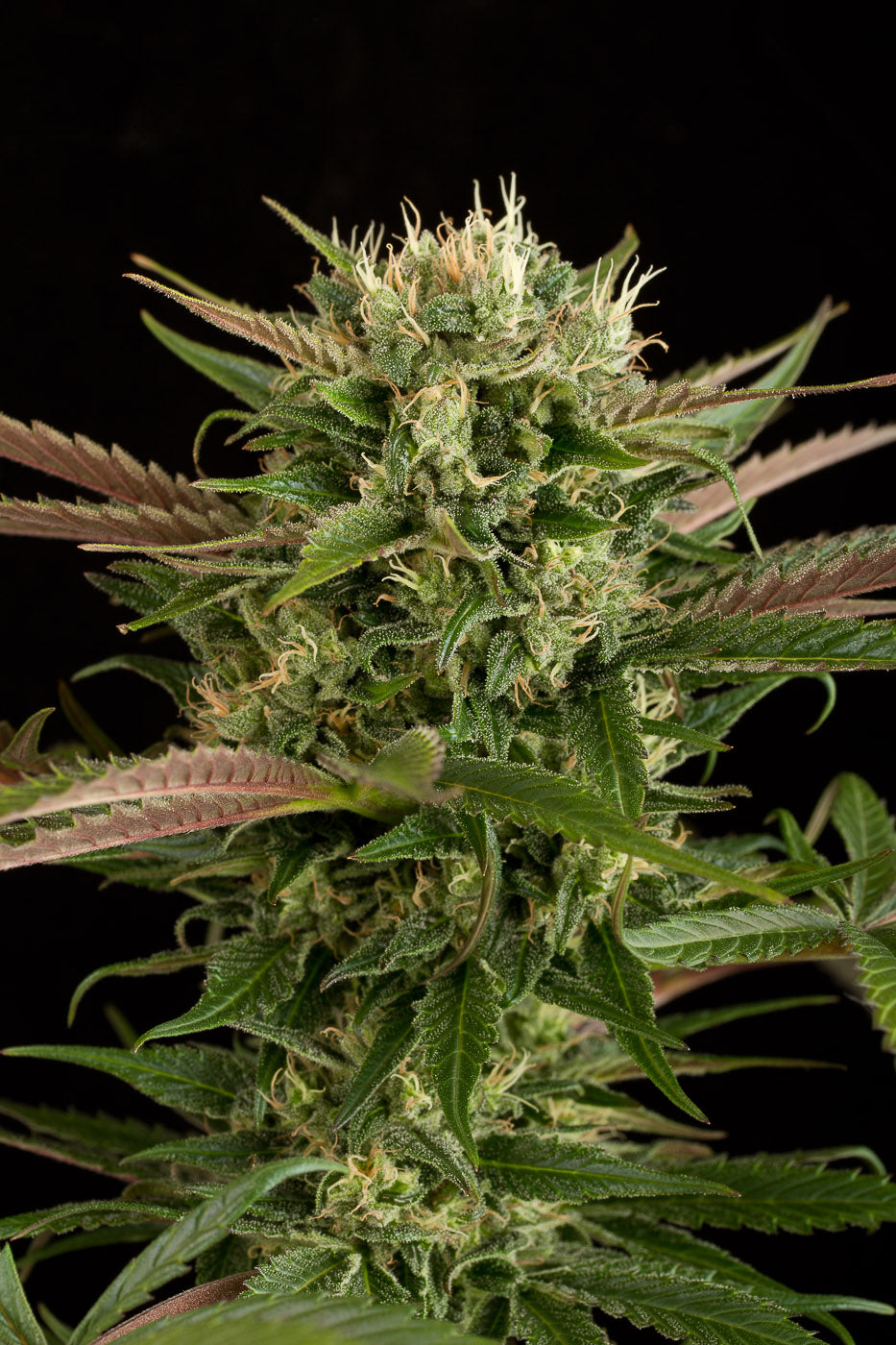 Dinafem Blue Cheese Feminisiert