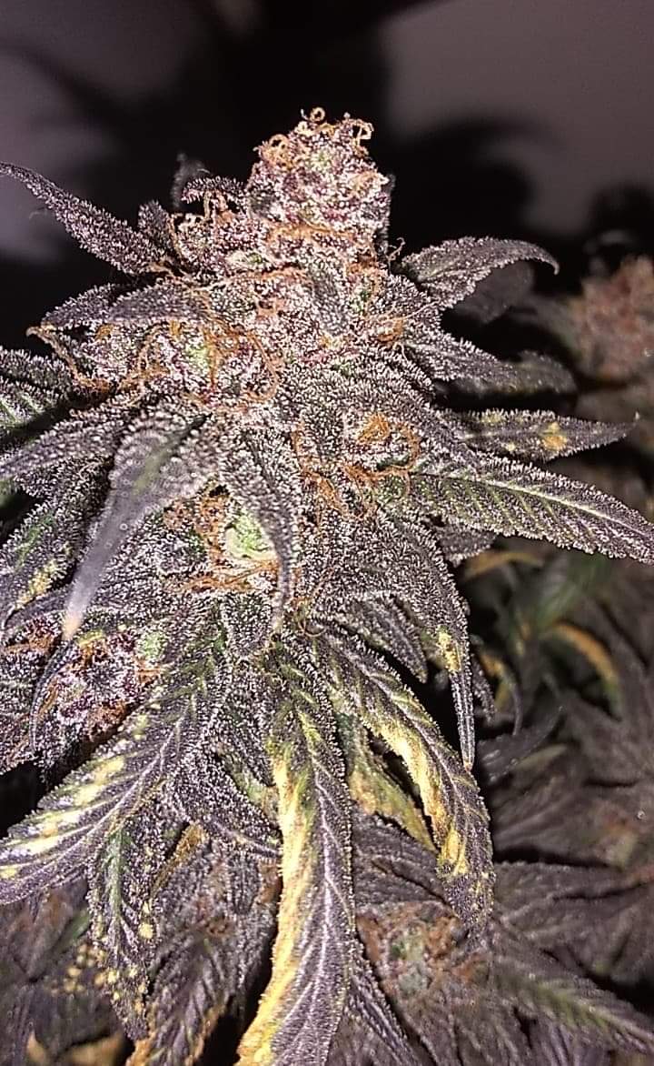 Dinafem Blue Cheese Feminisiert