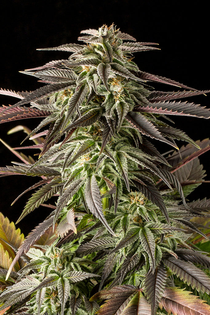 Dinafem Blue Cheese Feminisiert