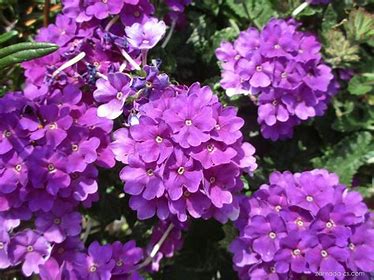Fichte - Verbena x hybrida