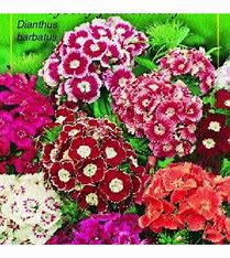 Dianthus-Widerhaken - Dianthus-Widerhaken