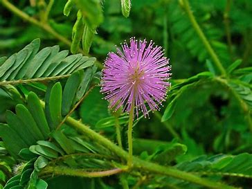 Mimosa Pudica – Empfindliche Pflanze