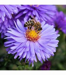 Honighaltige Blüten für Bienen
