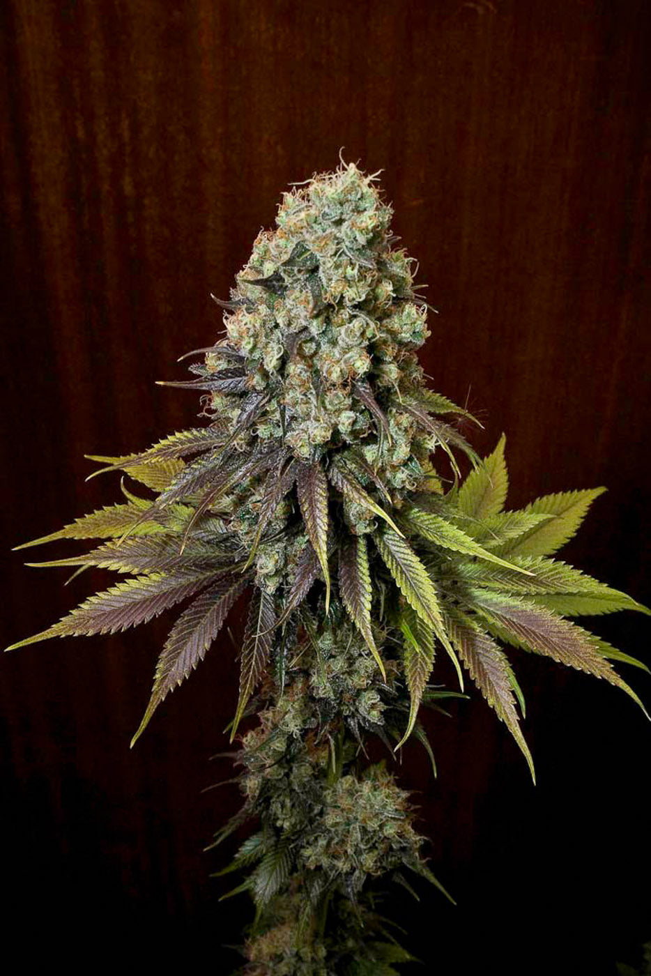 Dinafem Blue Hash Feminisiert