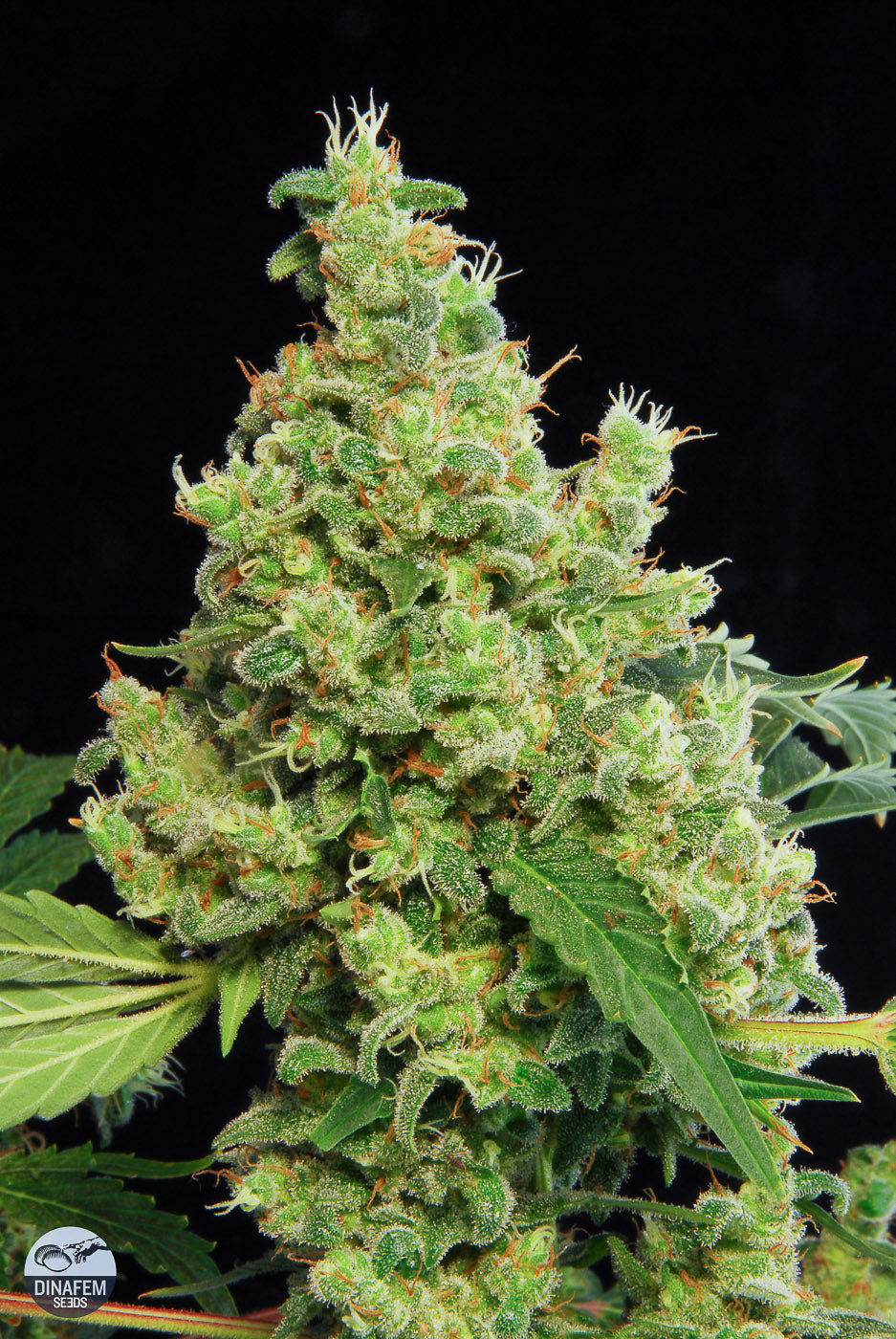 Dinafem Blue Hash Feminisiert