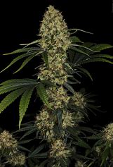 Paradise Seeds Sunset Paradise feminisiert
