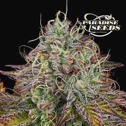 Paradise Seeds Apricot Candy Feminisiert