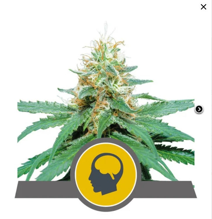 Royal Queen Seeds Amnesia Haze regulär