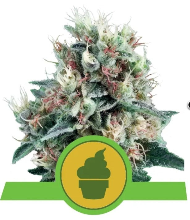Royal Queen Seeds Royal Creamy Automatic