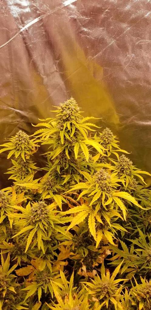 Dinafem Bubba Kush Auto Feminisiert Autoflower