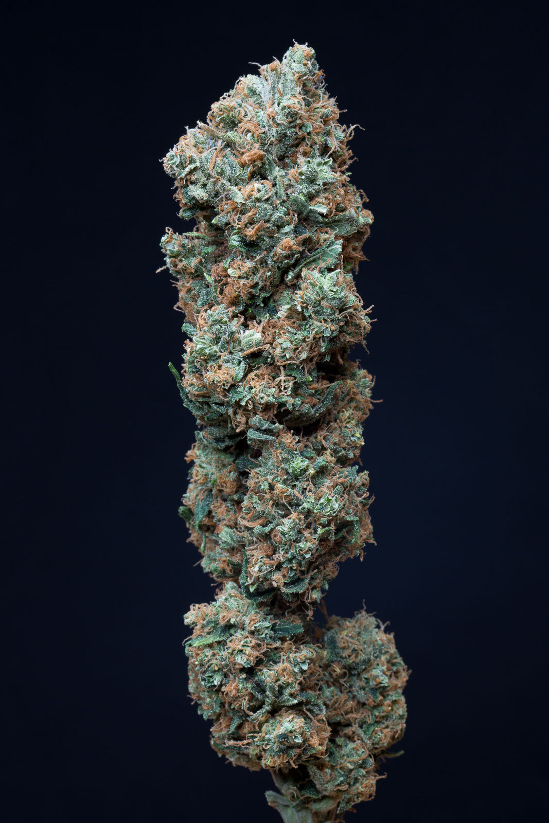 Dinafem Bubba Kush CBD Feminisiert
