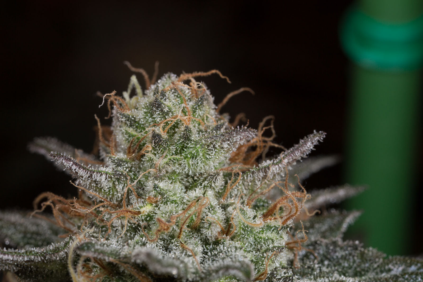 Dinafem Bubba Kush CBD Feminisiert